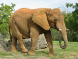 300px-Afrikanischer_Elefant%2C_Miami.jpg
