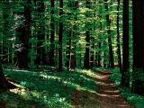 Wald.jpg