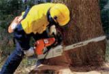 stihl.jpg